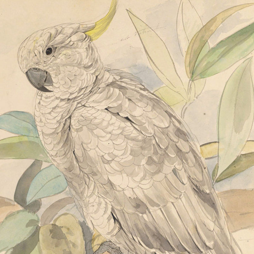 Sulphur Crested Cockatoo Framed Art Print at Home Smith