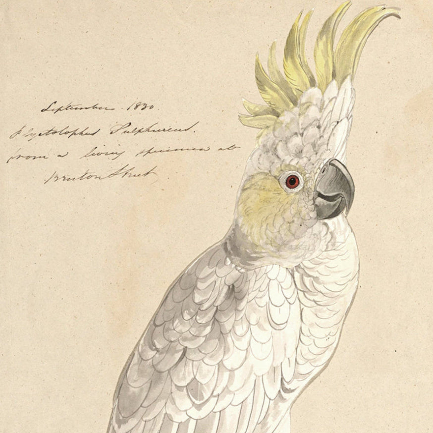 Sulphur Crested Cockatoo Framed Art Print at Home Smith