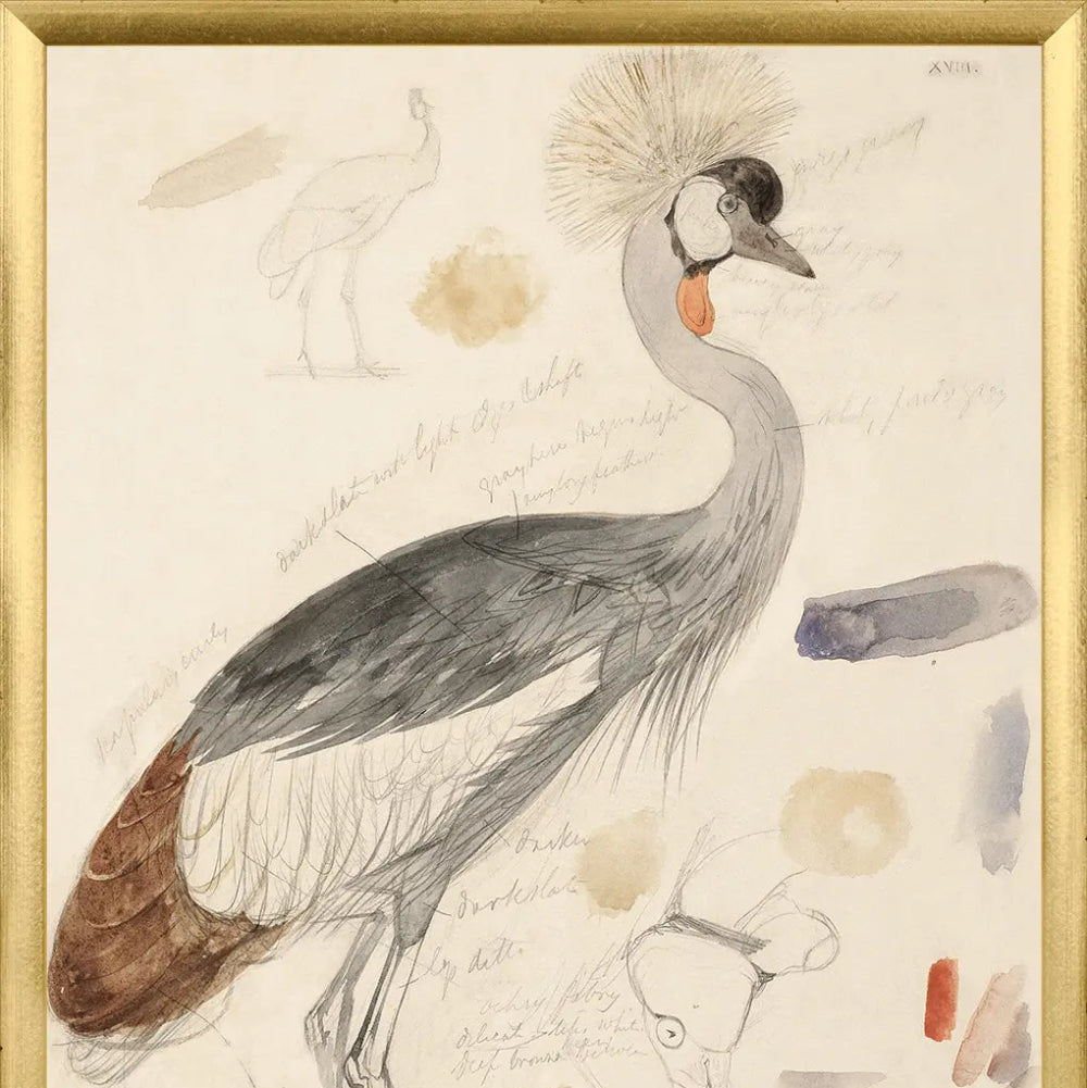 South African Crowned Crane Framed Art Print at Home Smith