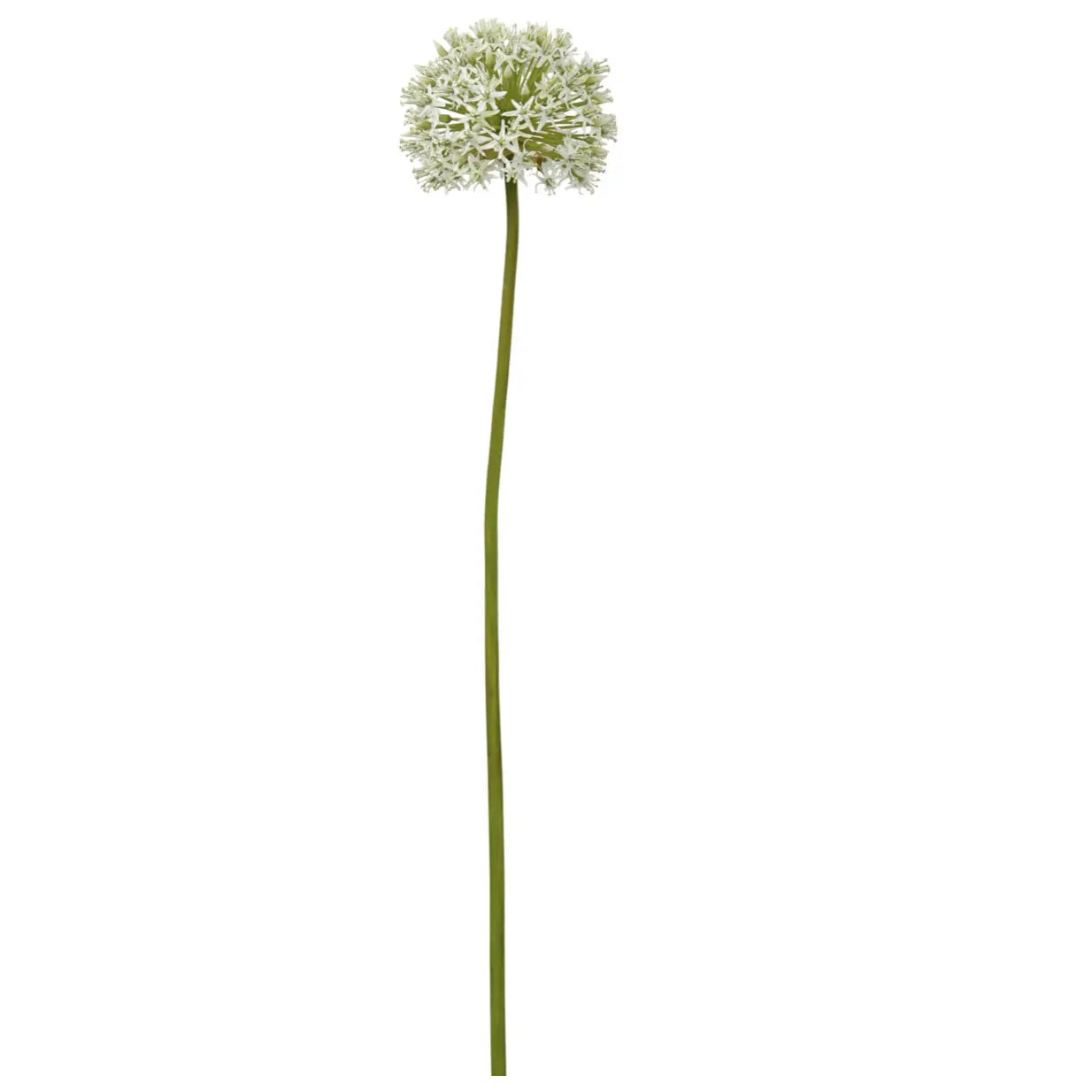 Allium Mount Everest Bloom - Home Smith