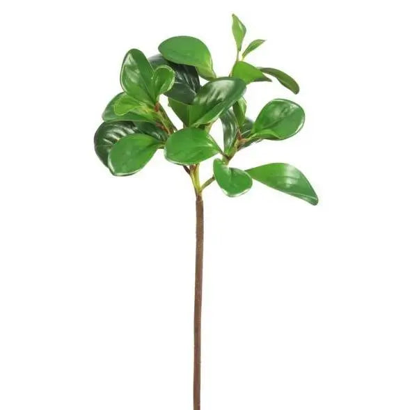 Baby Rubber Tree Branch - Home Smith