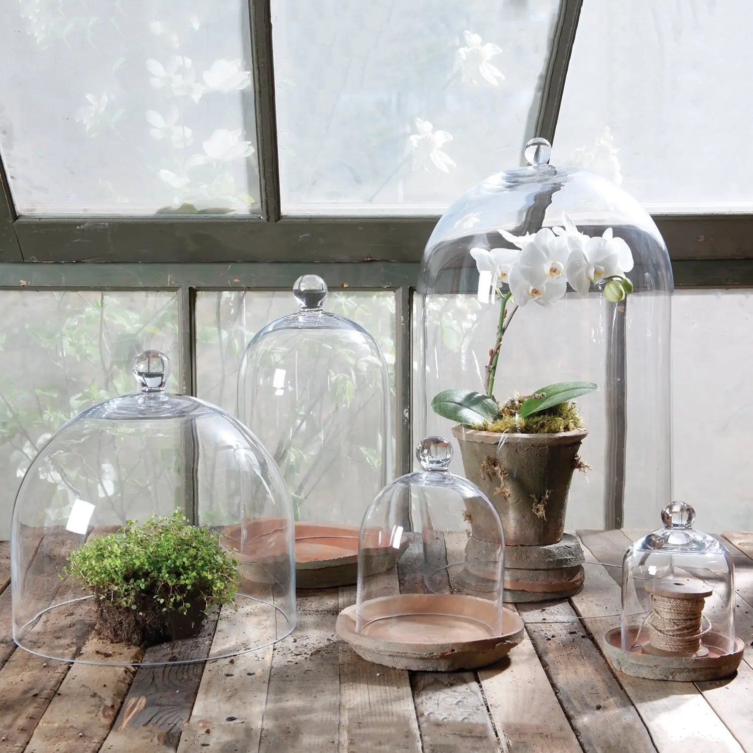 Clear Glass Dome - Home Smith