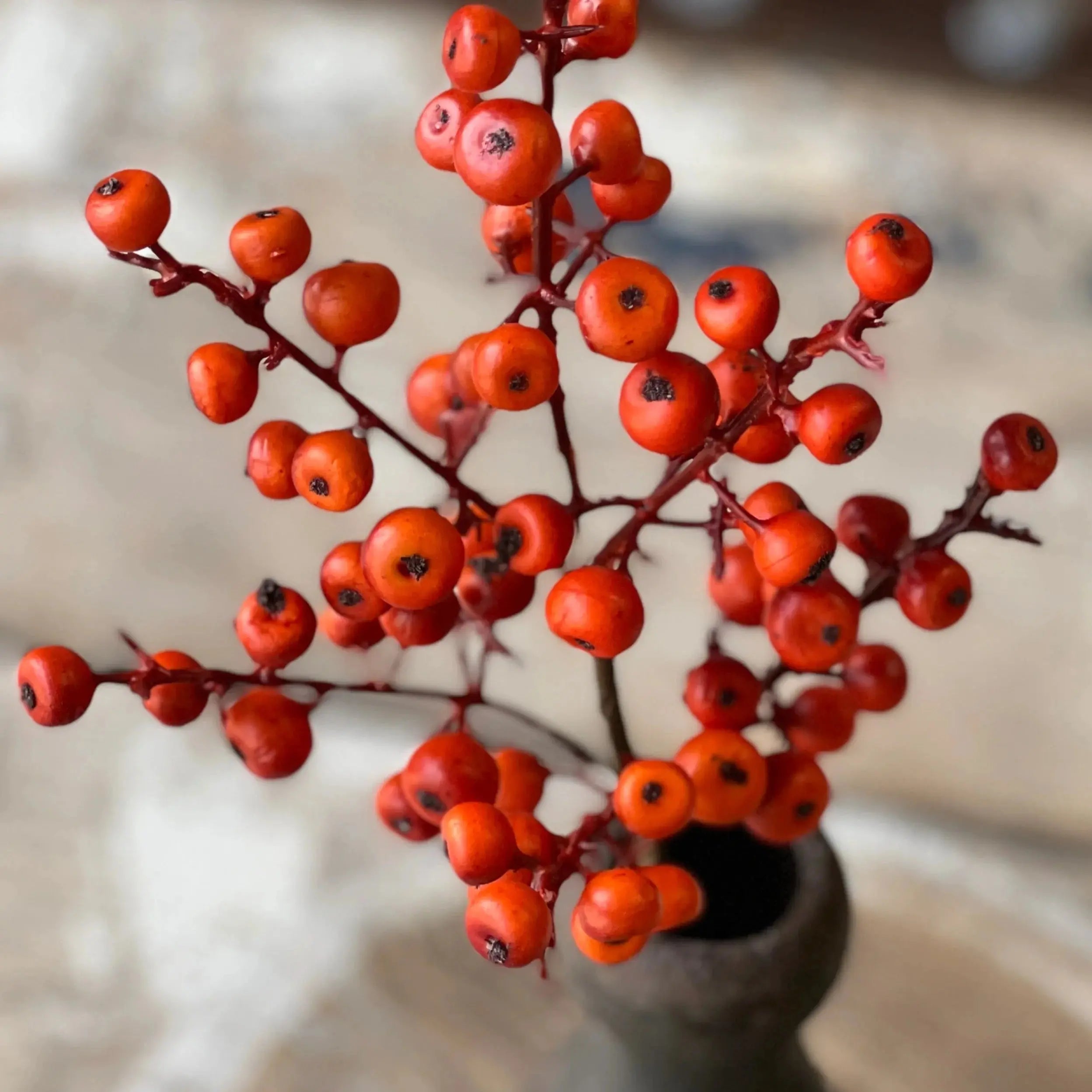 Home Smith Cranberry Pick in Orange Winward Stems, Blooms & Branches