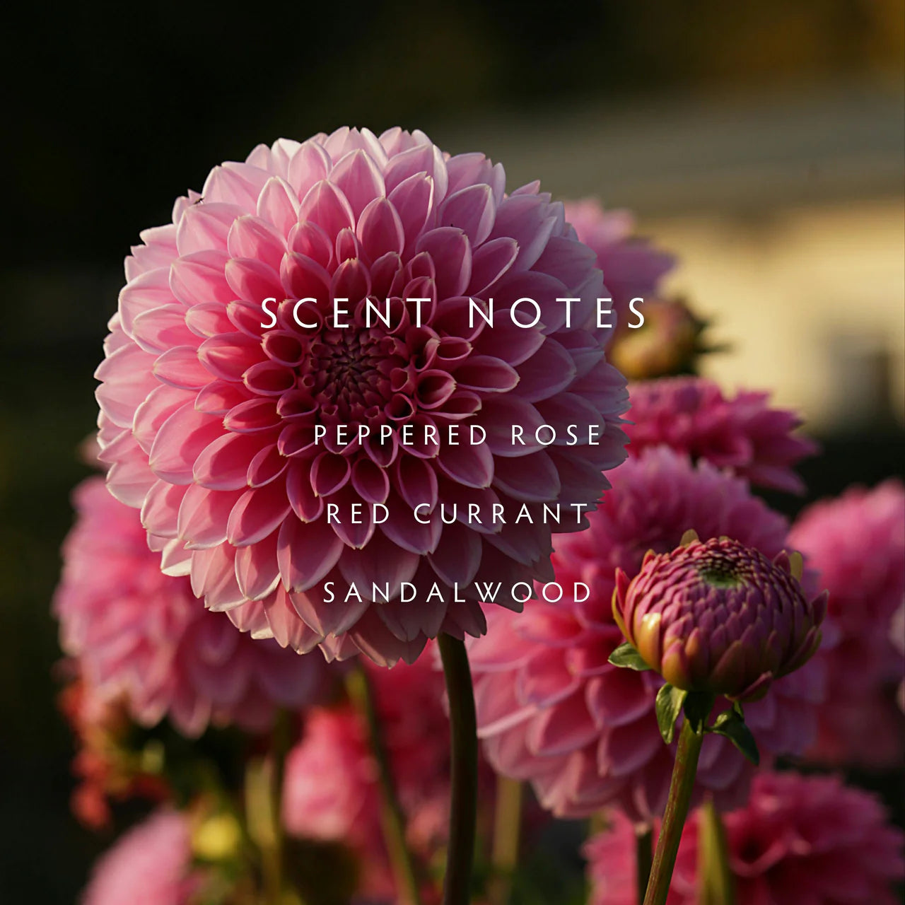 Dahlia Scented Soy Candle from Linnea Scent Notes