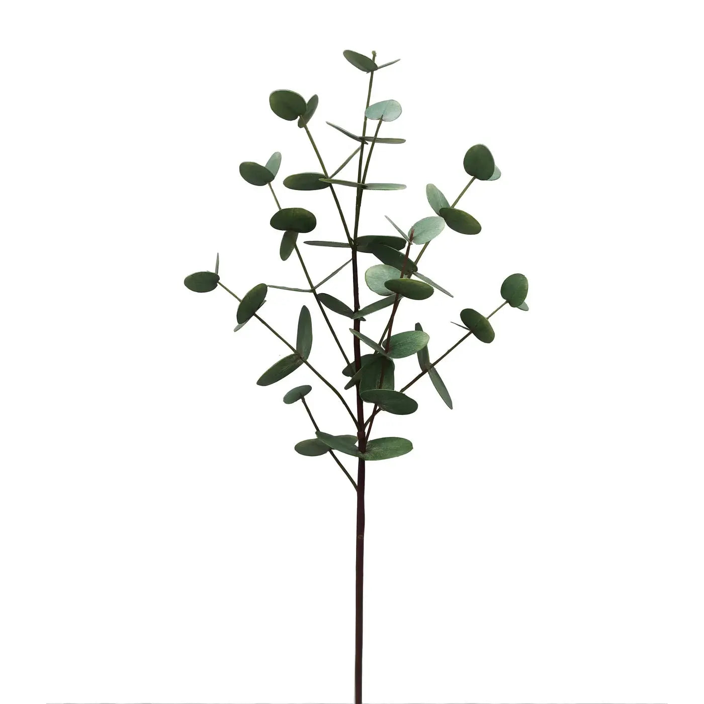 Eucalyptus Stem 33.5" in Green Yellow - Home Smith