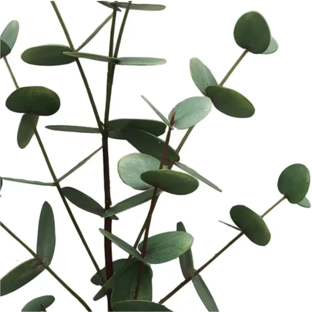 Eucalyptus Stem 33.5" in Green Yellow - Home Smith
