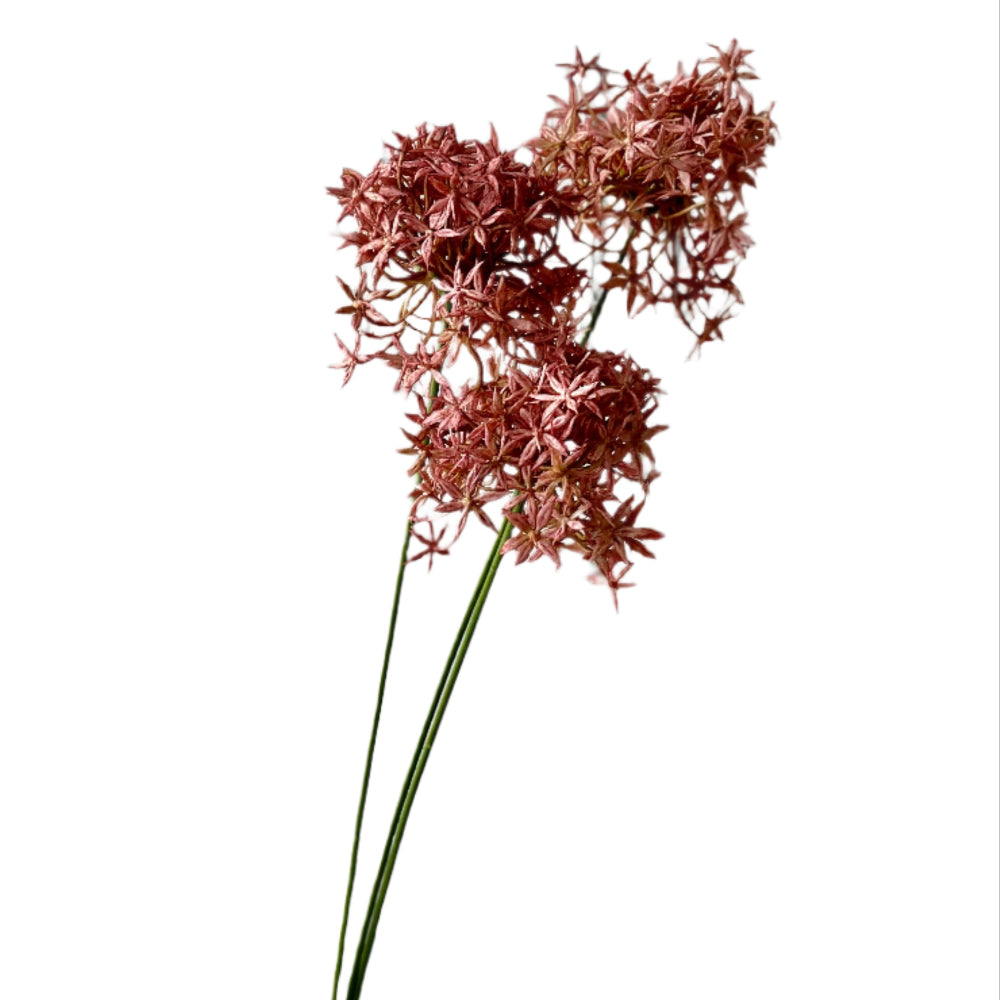 Allium Spray at Home Smith