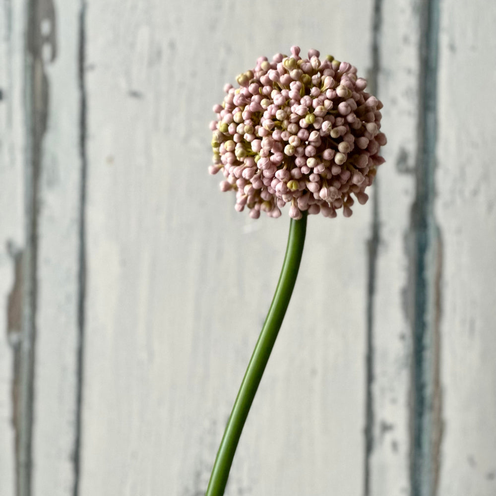 Faux Allium Bud Stem at Home Smith