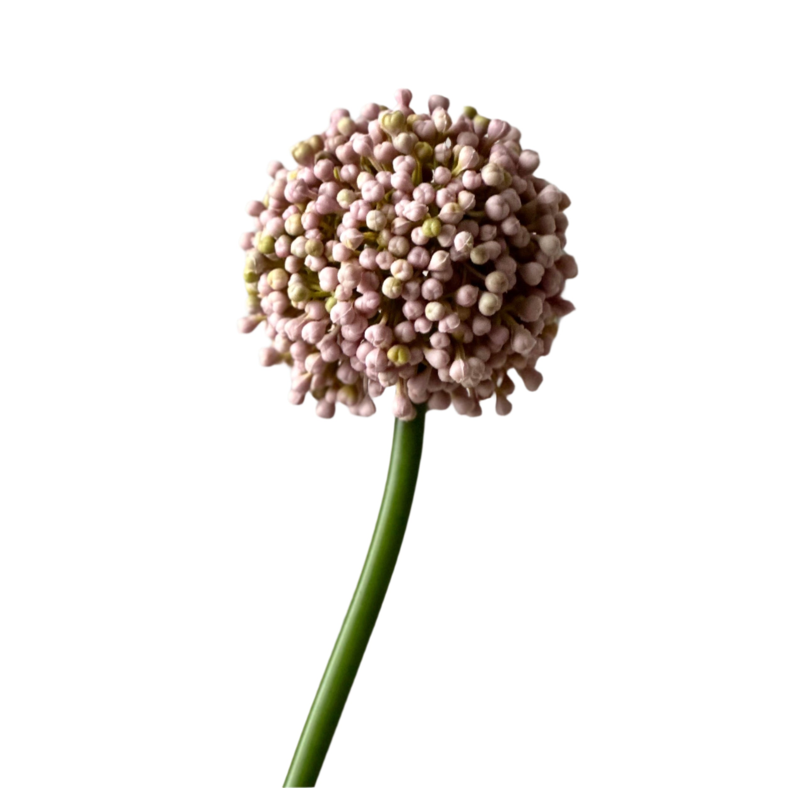 Faux Allium Bud Stem at Home Smith
