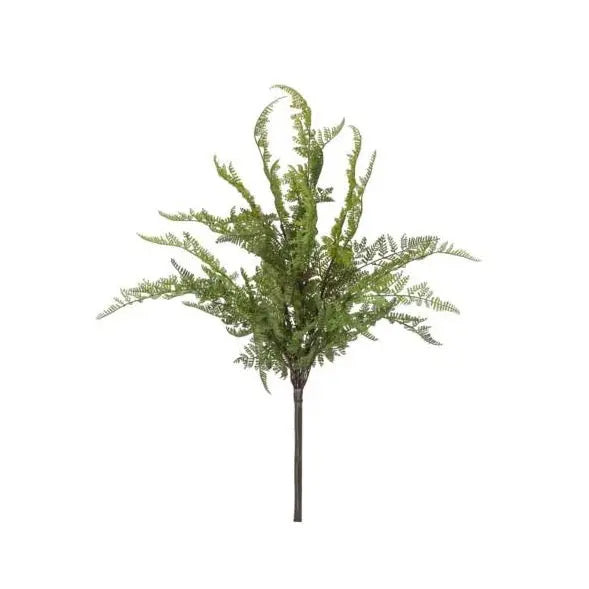 Lace Fern Bush - Home Smith