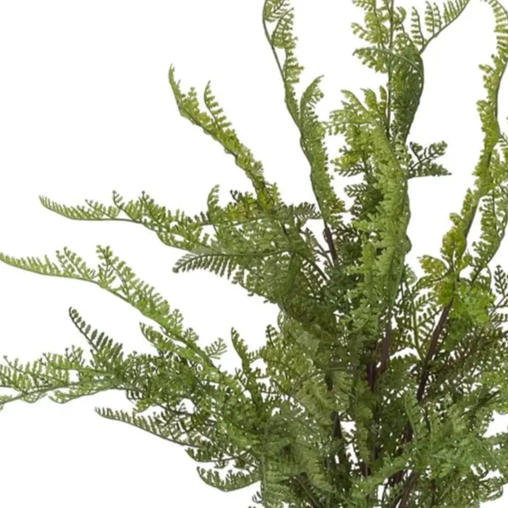 Lace Fern Bush - Home Smith