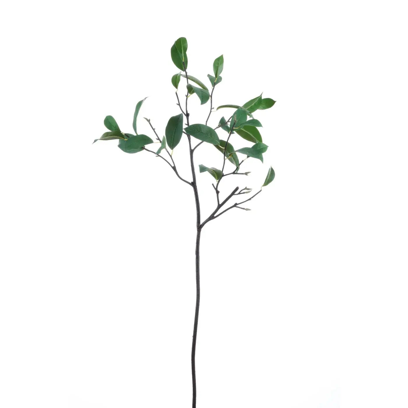 Laurel Leaf Branch 37" - Home Smith