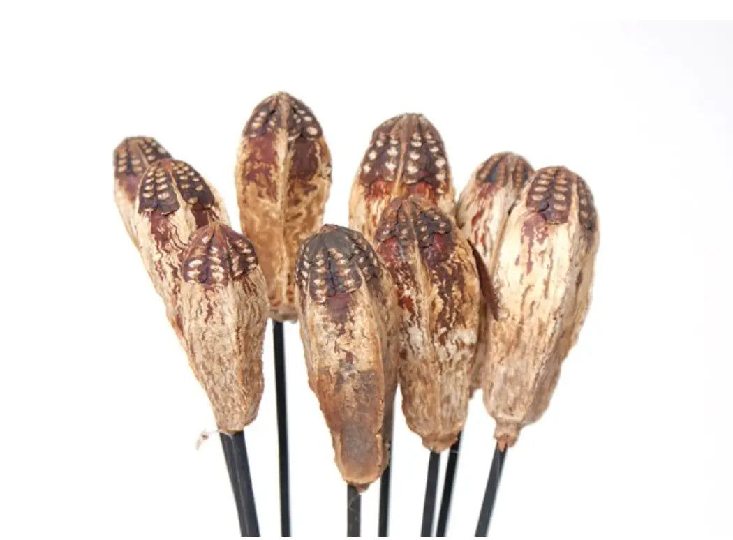 Home Smith Mahogany Pods Botanico Seasonal Decor - Fall