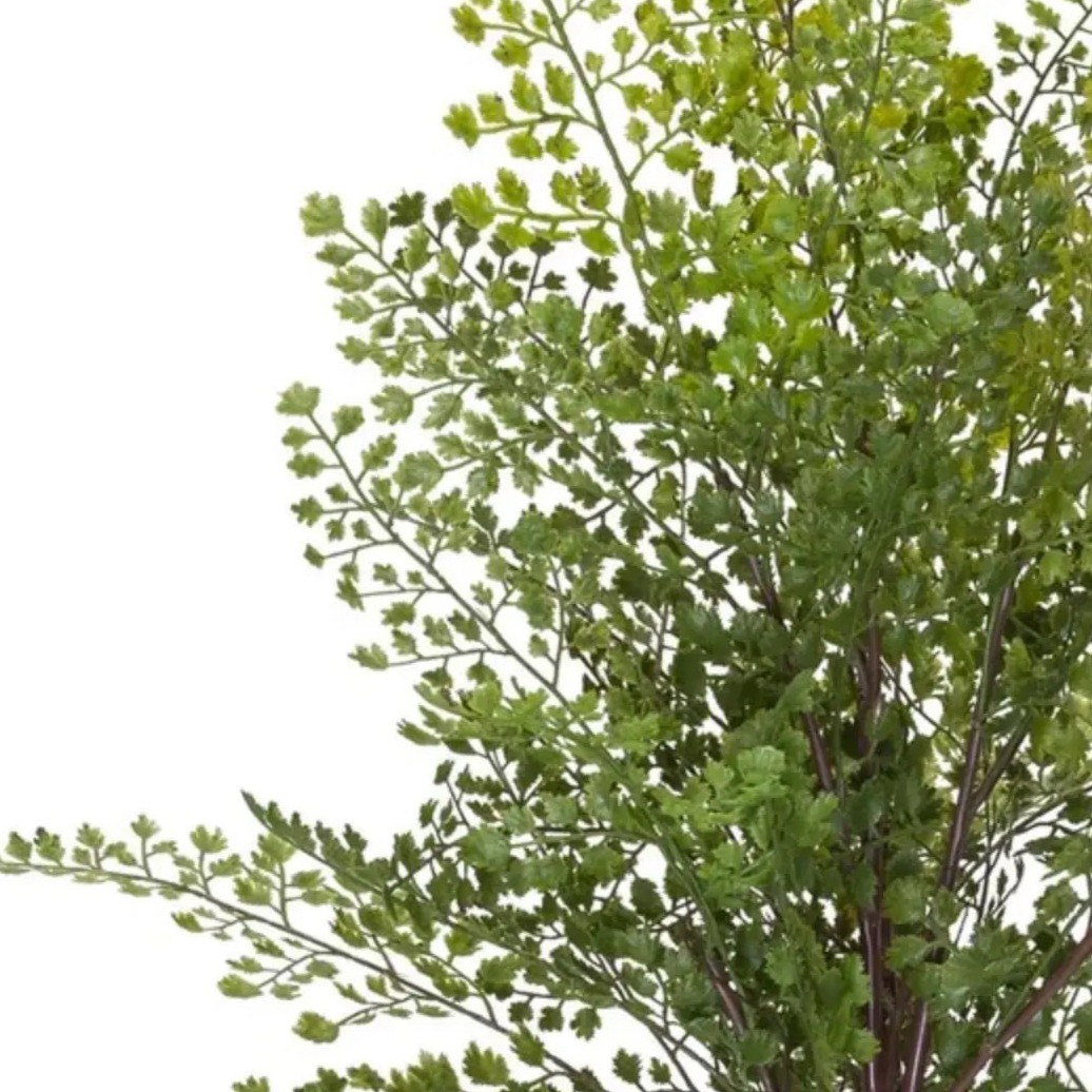 Home Smith Maidenhair Fern Bush Home Smith