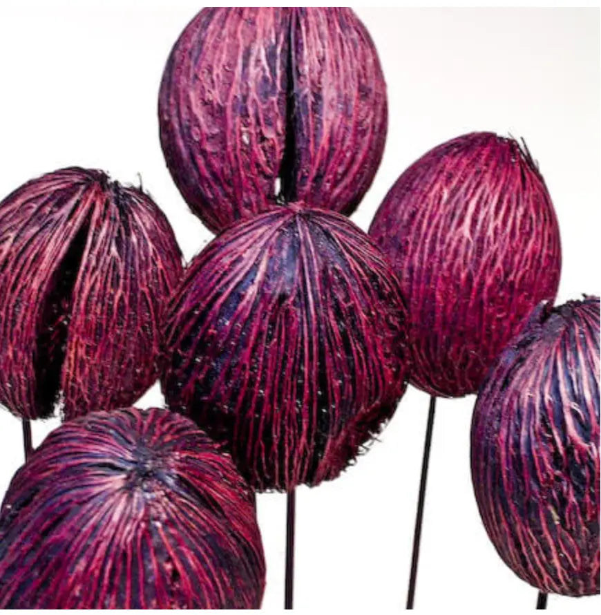 Home Smith Mintola Balls in Burgundy Botanico Succulents, Spheres & Fruit