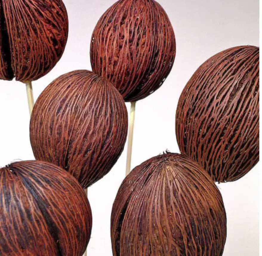 Home Smith Mntola Balls in Orange Botanico Succulents, Spheres & Fruit