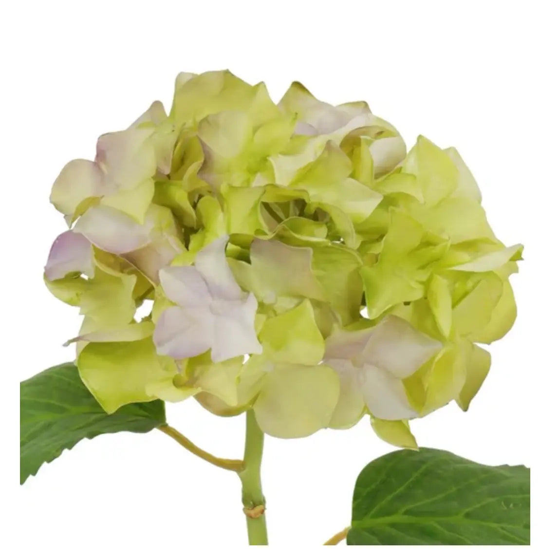 Natural Touch Hydrangea Stem - Lavender Green 18.5" - Home Smith