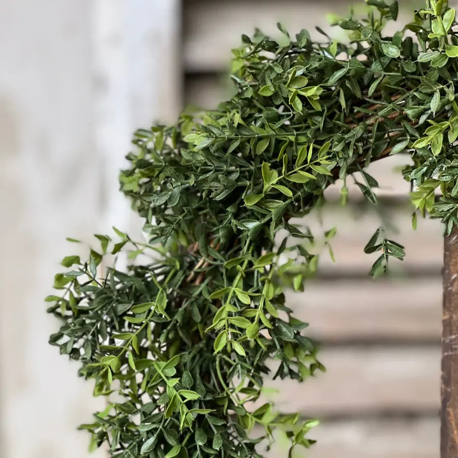 New England Boxwood 18" Wreath - Home Smith