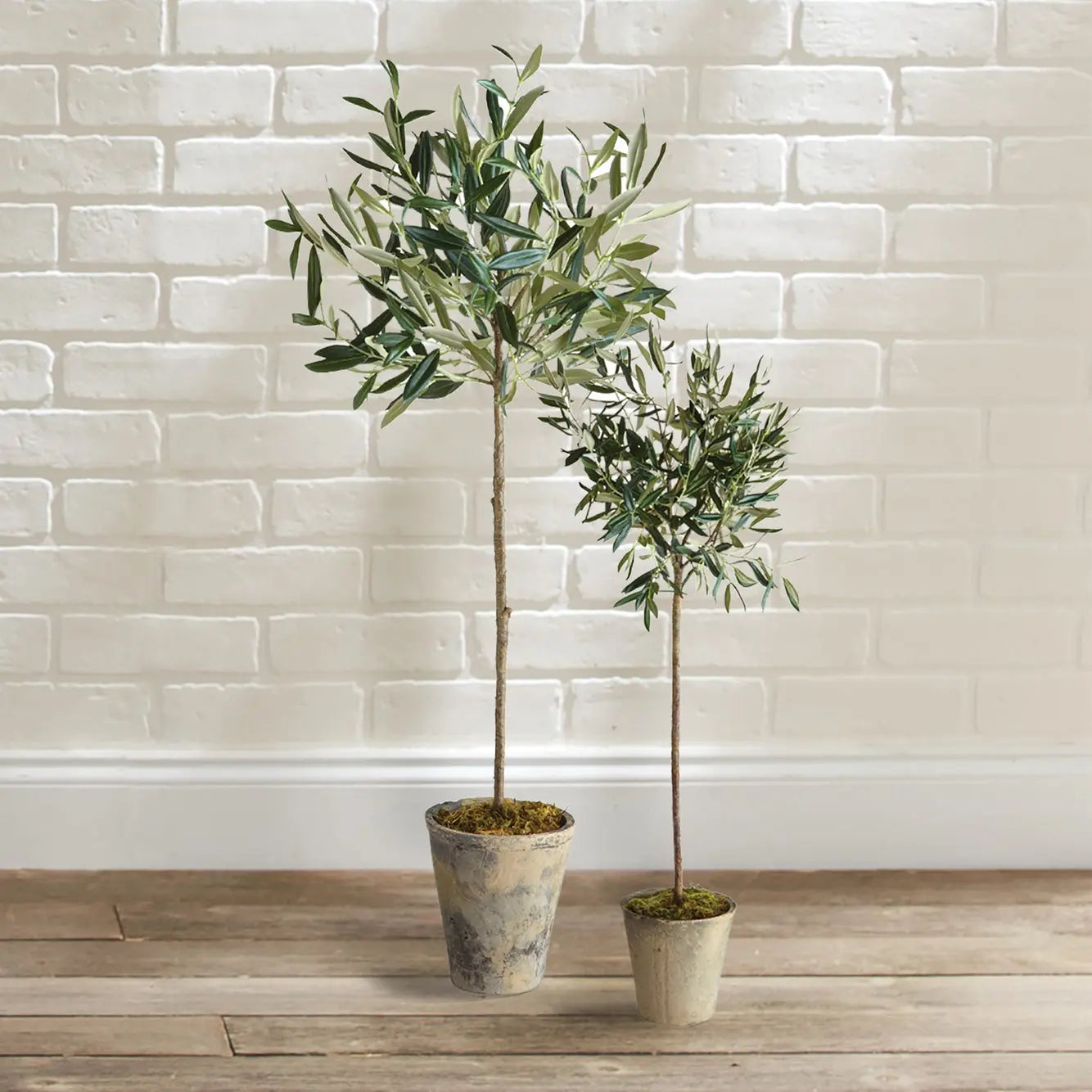 Home Smith Potted Olive Trees