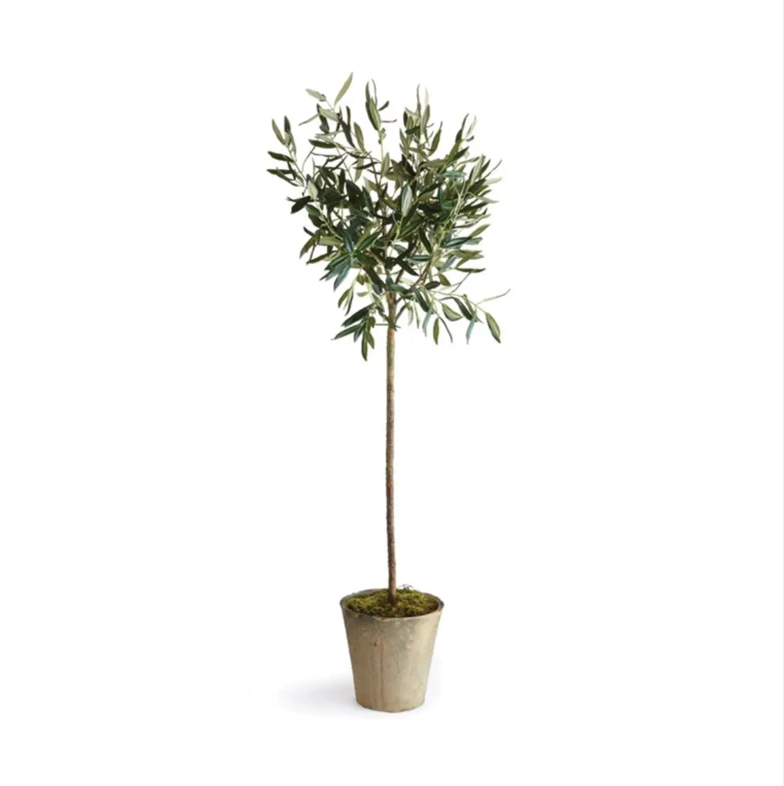 Home Smith Potted Olive Trees Napa Home and Garden Stems, Blooms & Branches