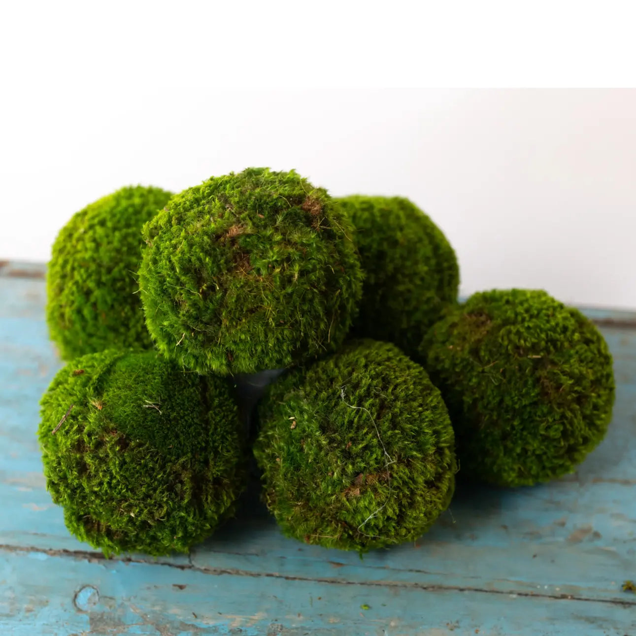 Preserved Moss Balls - Home Smith