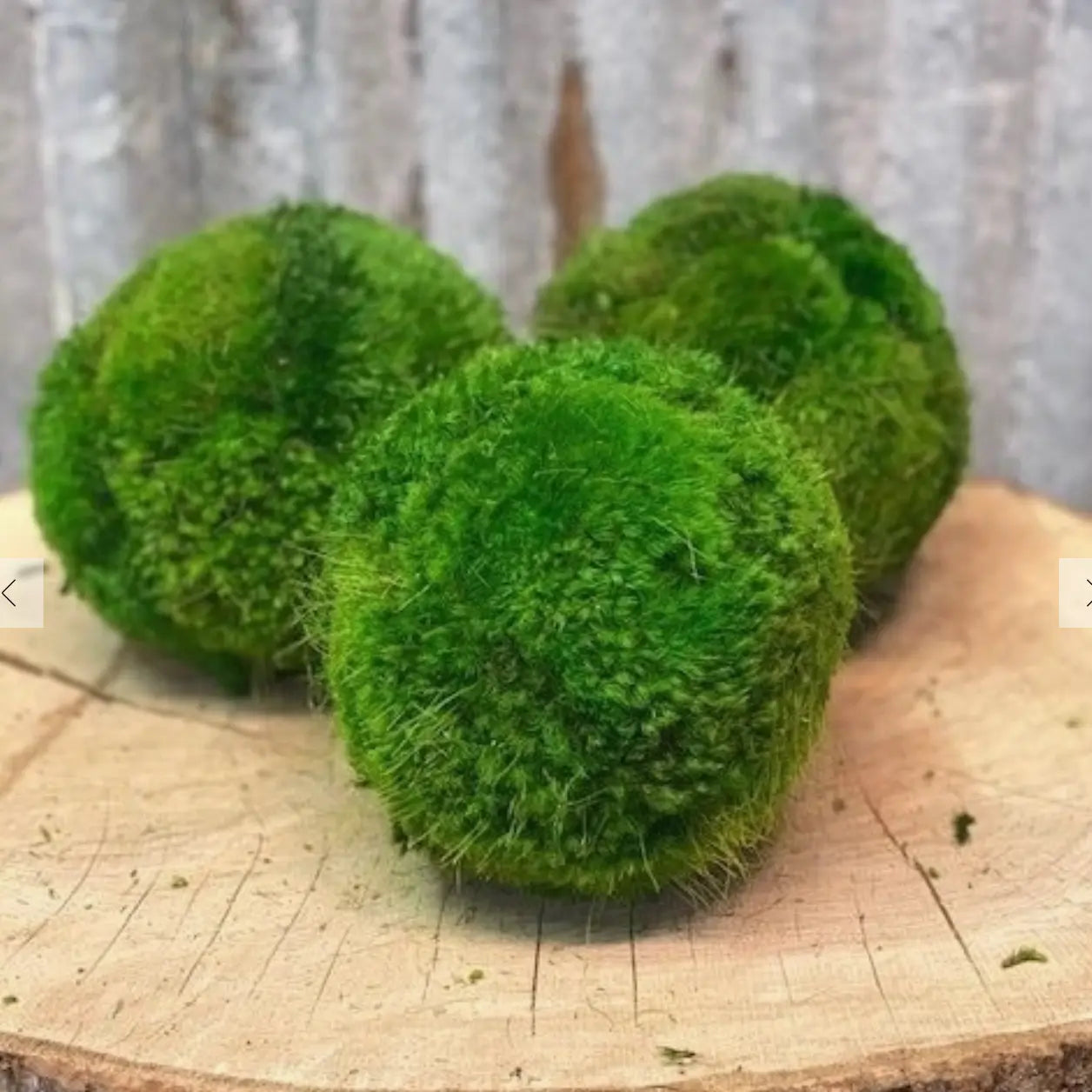Preserved Moss Balls - Home Smith