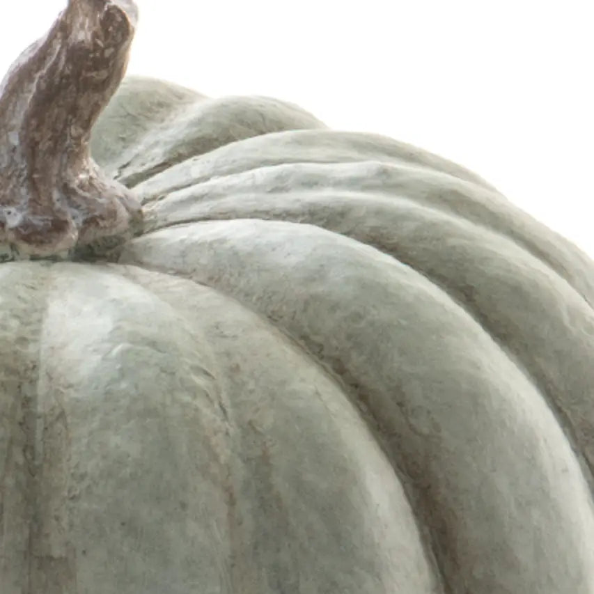 Home Smith Pumpkin in Cream Green Allstate Floral Succulents, Spheres & Fruit