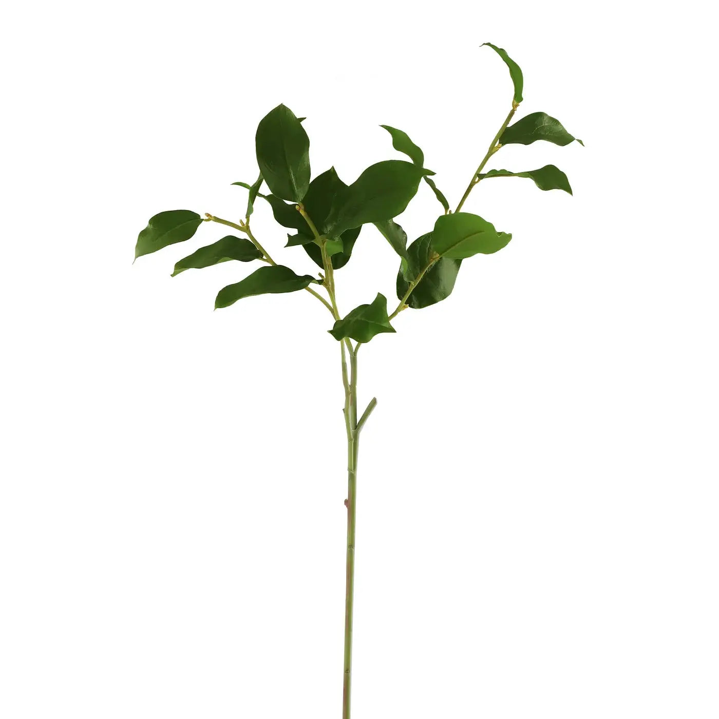 Home Smith Salal Leaf Branch Winward Stems, Blooms & Branches