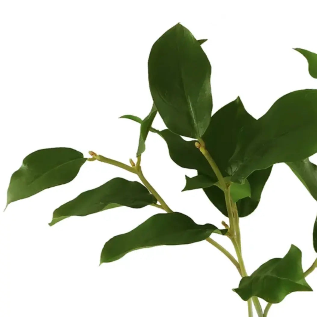 Home Smith Salal Leaf Branch Winward Stems, Blooms & Branches