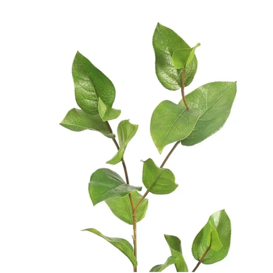 Home Smith Salal Leaf Spray Winward Stems, Blooms & Branches