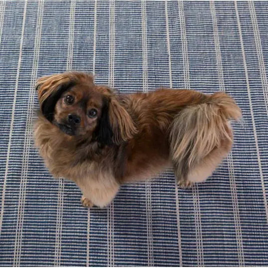 Samson Navy Indoor Outdoor Rug - Home Smith