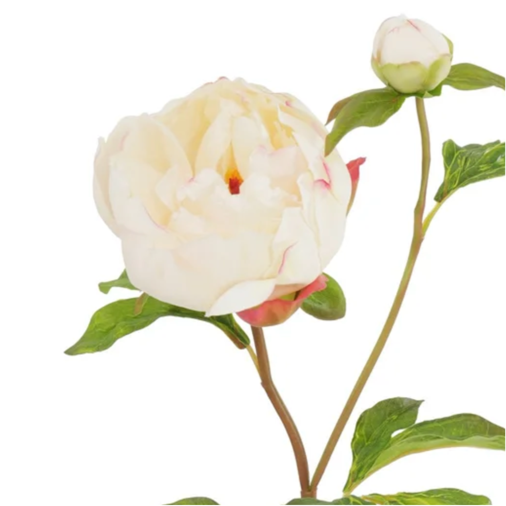 Creamy Wine Pink Peony stem at Home SMith