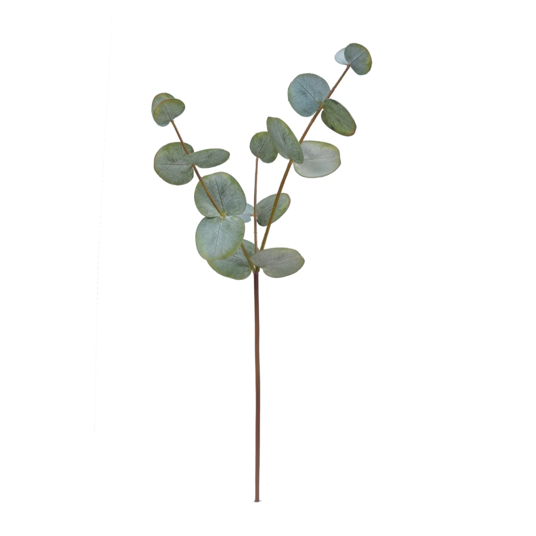 Eucaluptus Stem in Green from Home Smith