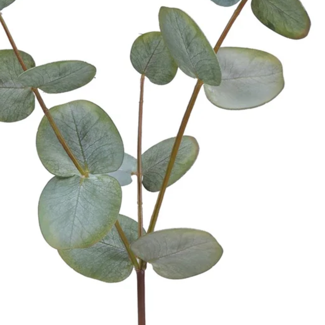 Eucaluptus Stem in Green at Home Smith