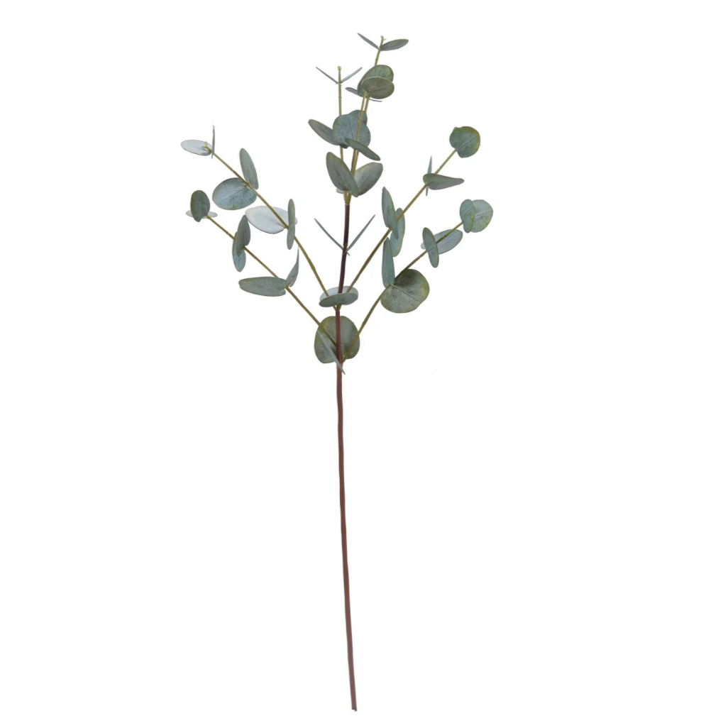 Tiges d'eucalyptus en vert