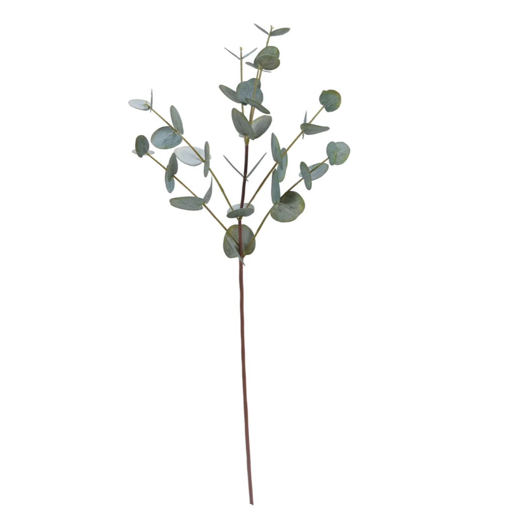 Eucalyptus Stems in Green