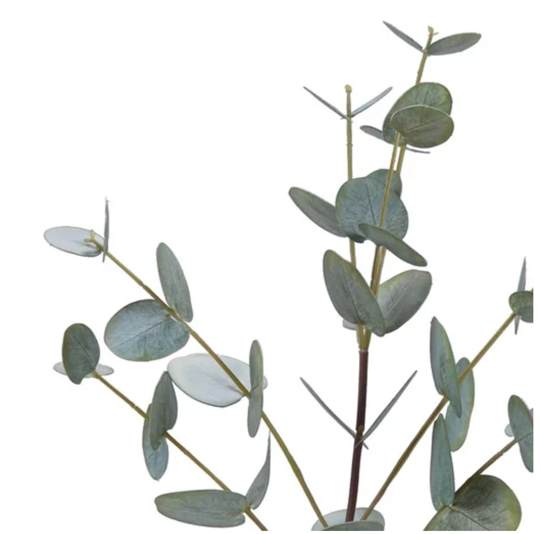 Green Eucalyptus Stem at Home Smith