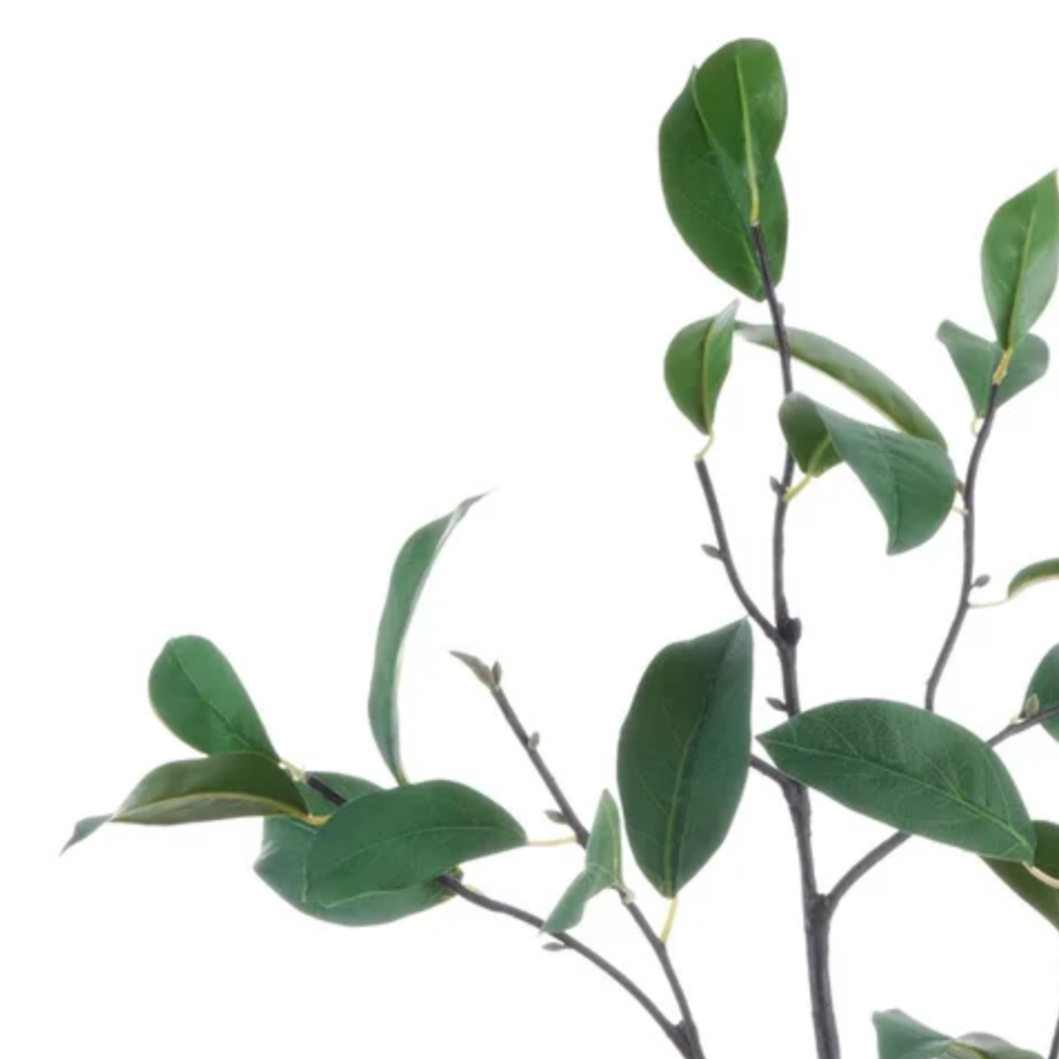 Laurel Leaf Branch at Home Smith