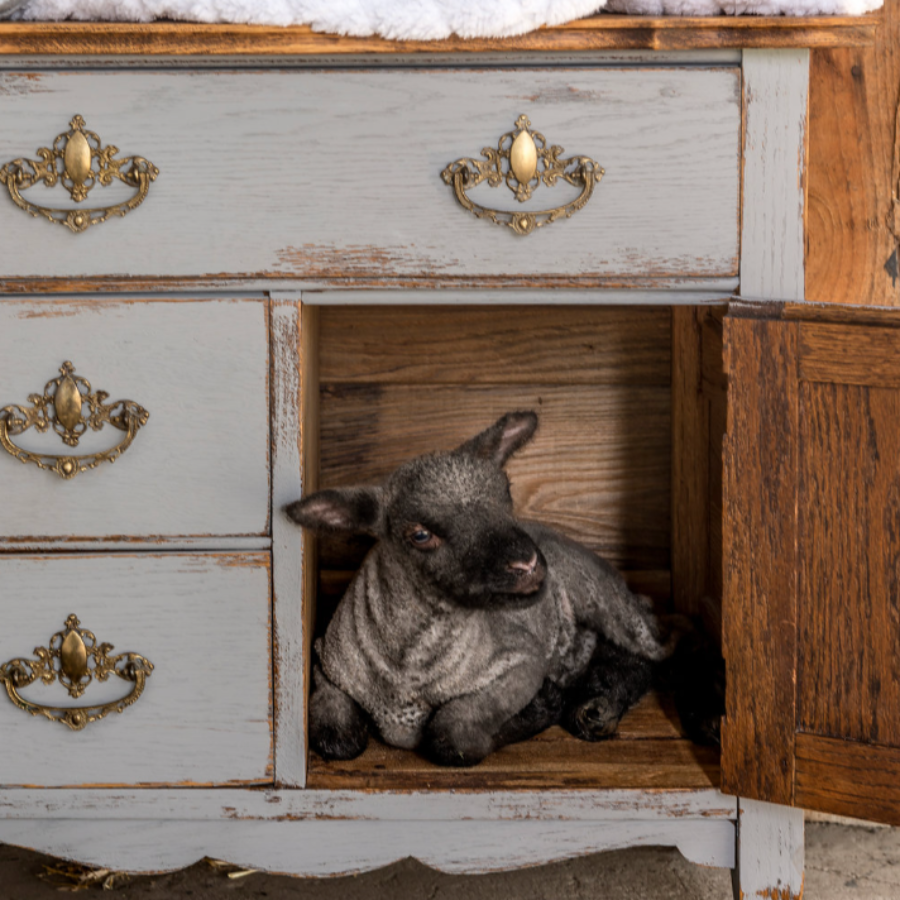 fusion mineral paint in little lamb at home smith