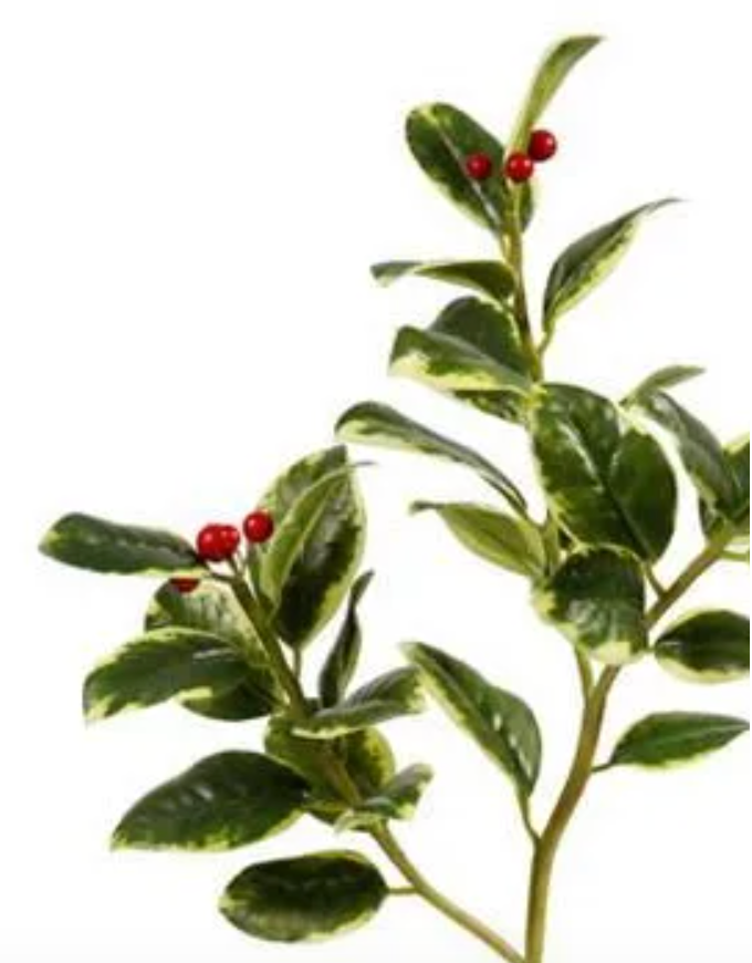 green and white holly with berries at Home Smith