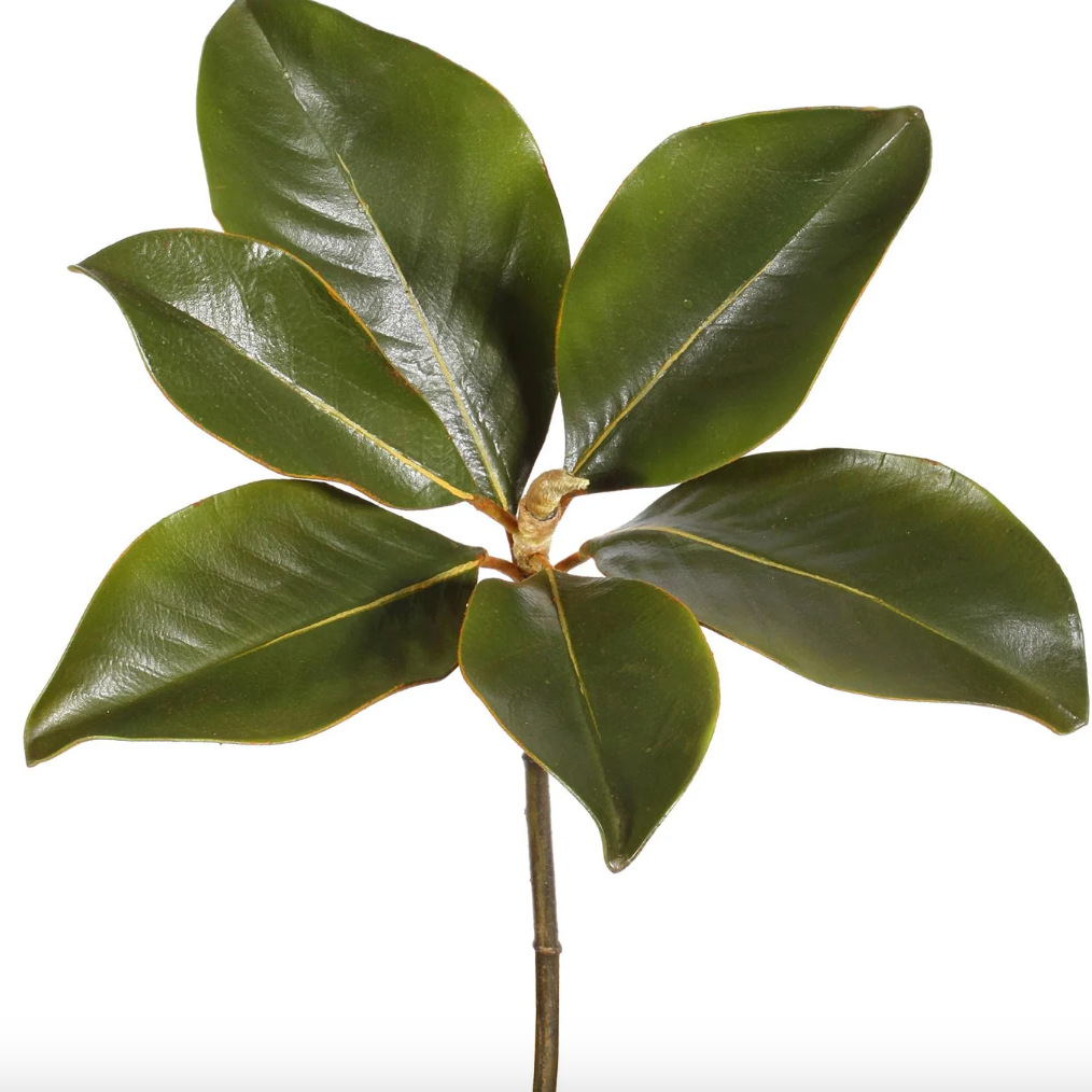Magnolia leaf pick at Home Smith