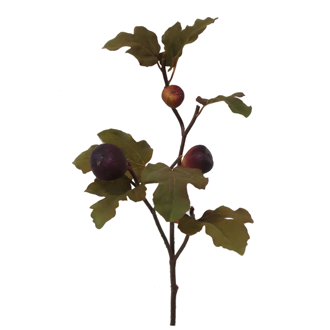 Dried Fig Fruit Branch at Home Smith