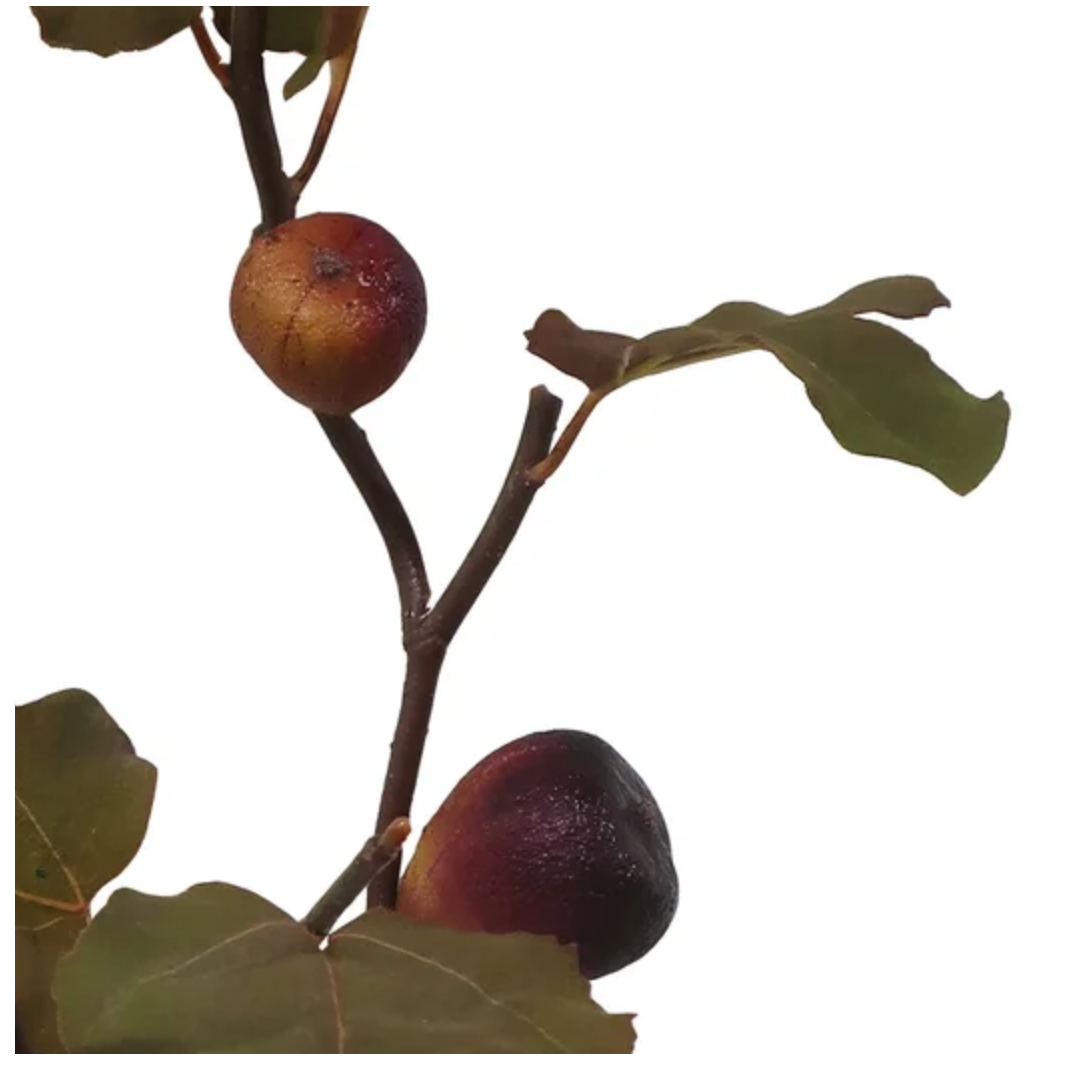 Detail of dried fig fruit branch at Home Smith