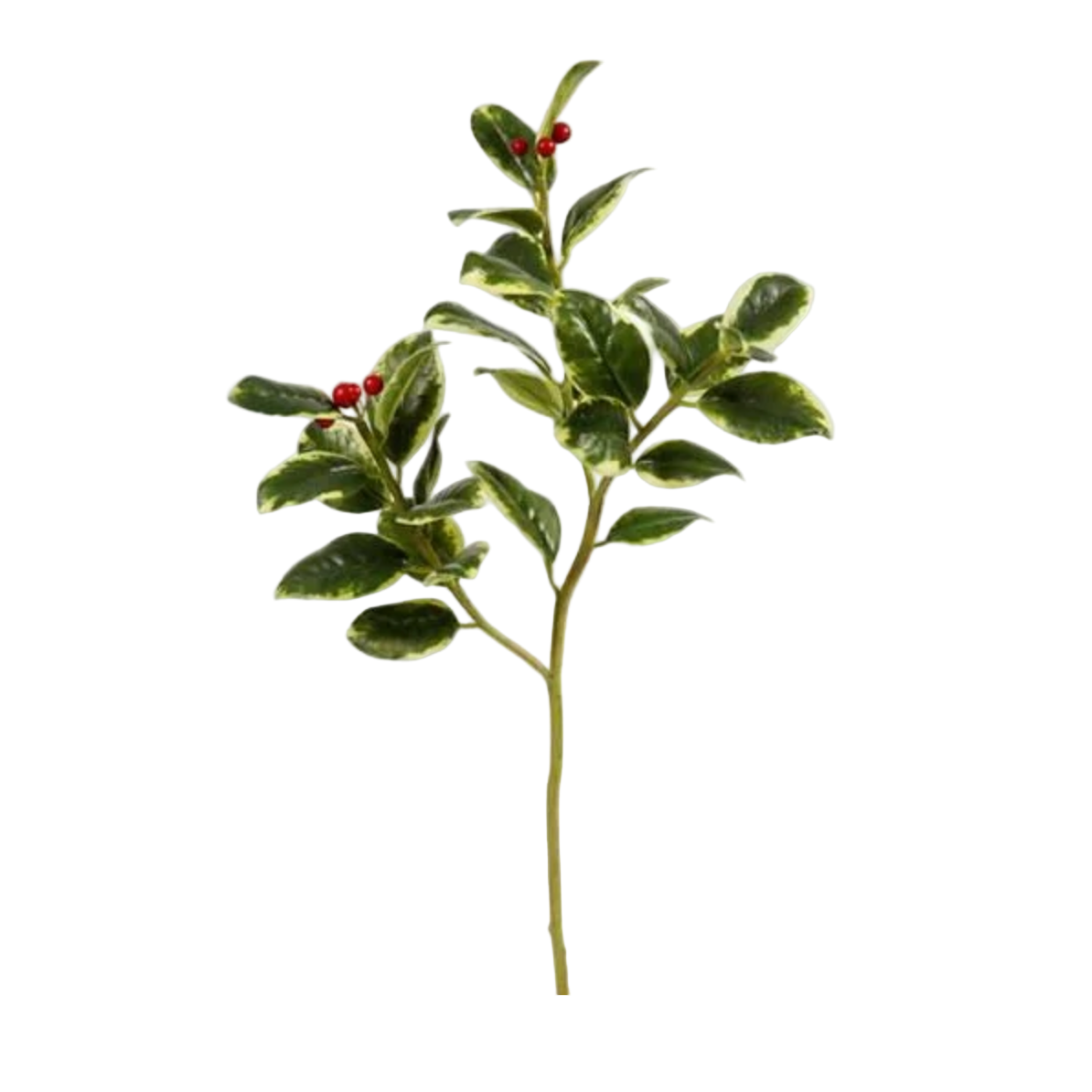 Green and white holly with red berries at Home Smith