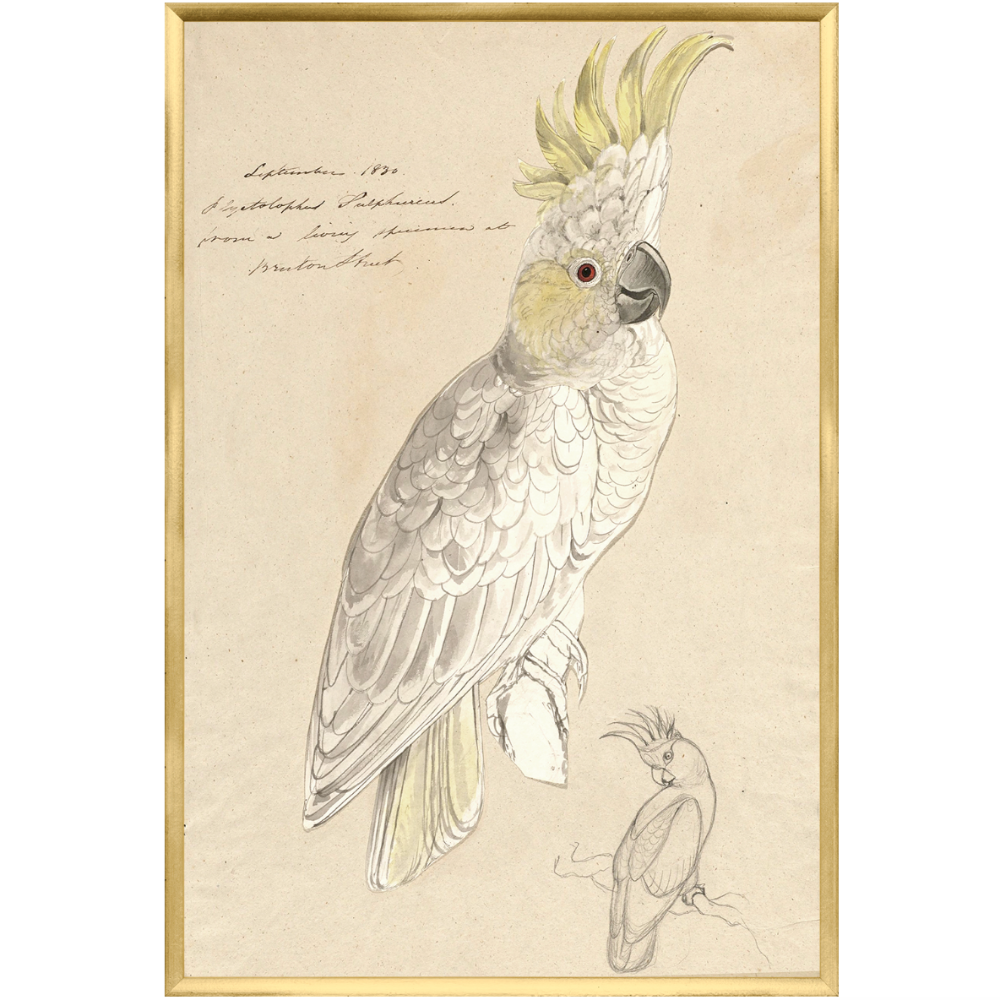 Sulphur Crested Cockatoo Framed Art Print at Home Smith