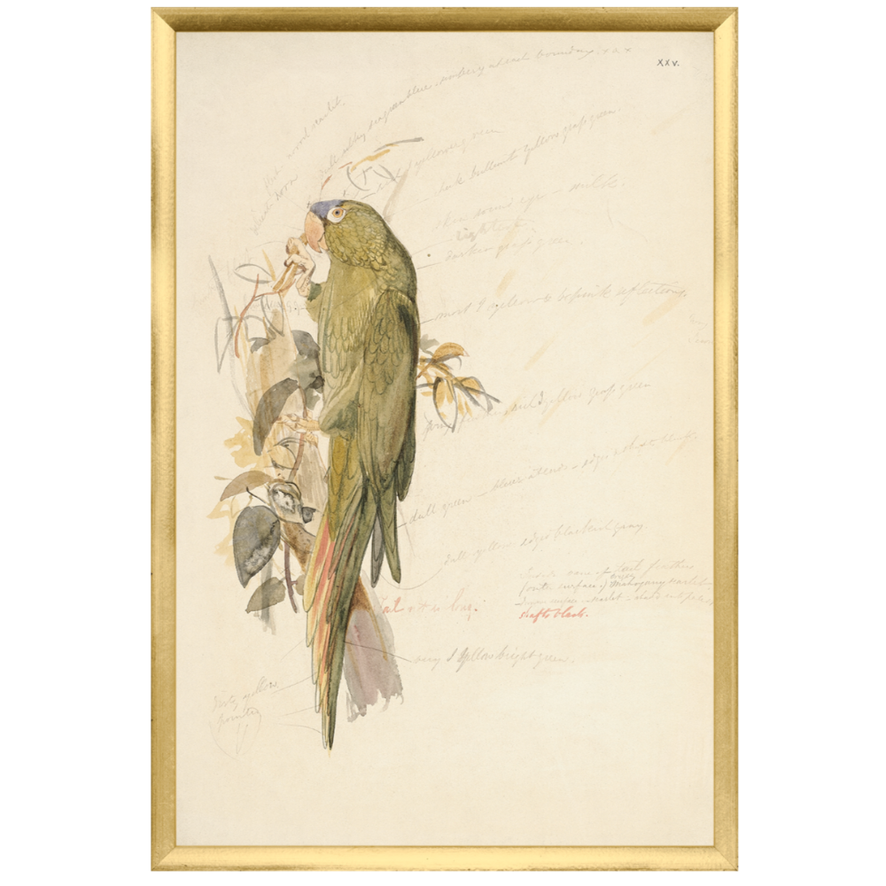 Crowned Parakeet Framed Art Print at Home Smith