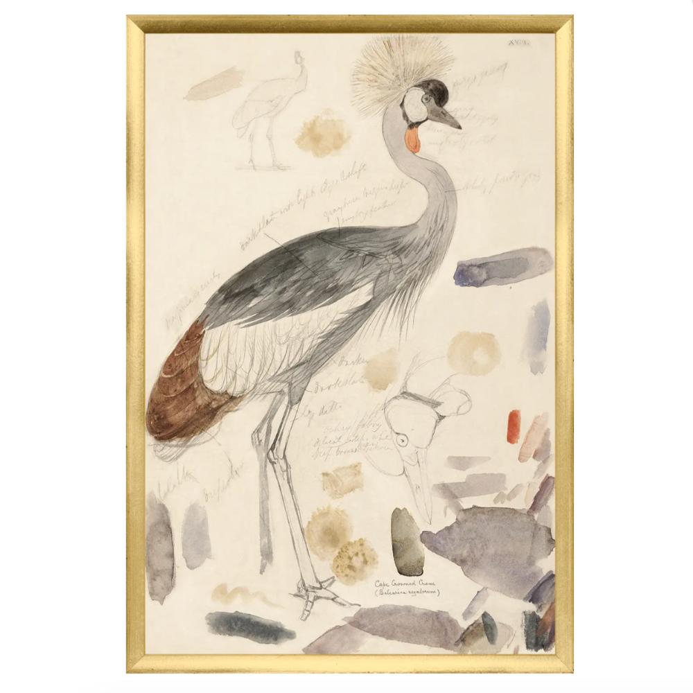 South African Crowned Crane Framed Art Print at Home Smith