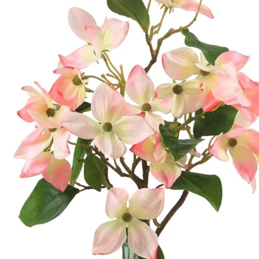 Blooming Pink Dogwood Branches at Home Smith