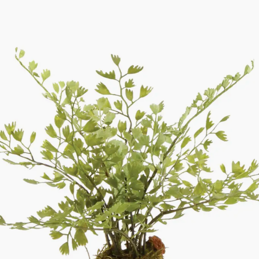 Detail of Maidenhair Fern Drop In at Home Smith