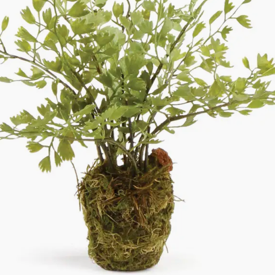 Detail of root ball on Maidenhair Fern Drop IN at HOme Smith